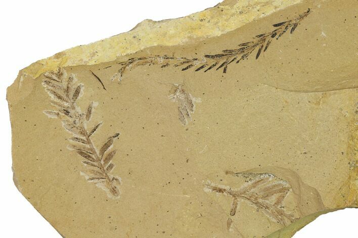 Dawn Redwood (Metasequoia) Fossils - Montana #165248